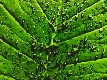Full frame shot of wet leaves