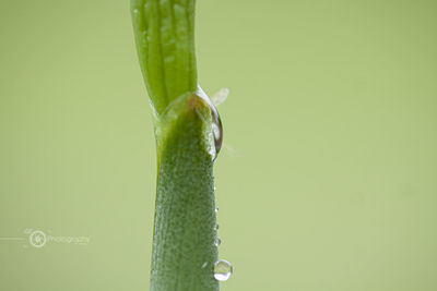 Close-up of wet plant