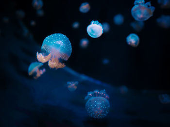 Close-up of jellyfish swimming in aquarium