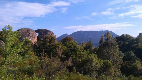 Plants growing on mountain against sky