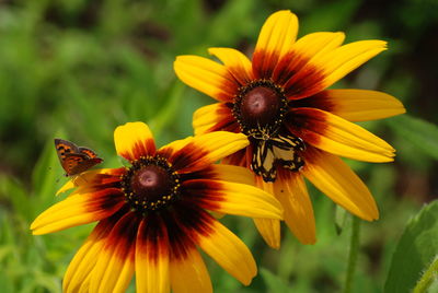 Close-up of honey bee on yellow flower