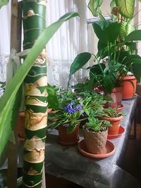 Close-up of potted plants in window