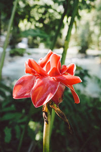 Close-up of red flower