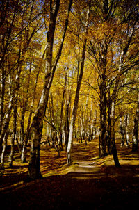 Trees in forest during autumn
