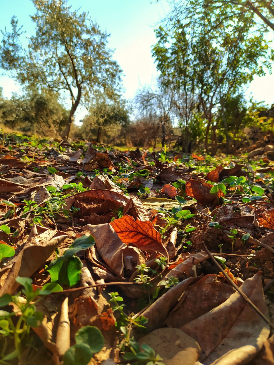 CLOSE-UP OF DRY LEAVES ON FIELD