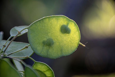 Close-up of fruit on plant