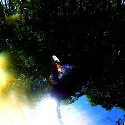 View of swimming in water