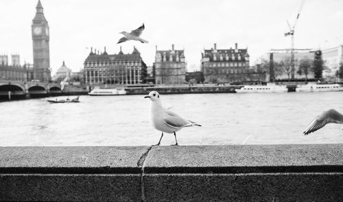 Seagulls perching on retaining wall by thames river and big ben against sky