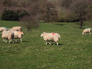 Sheep grazing in a field