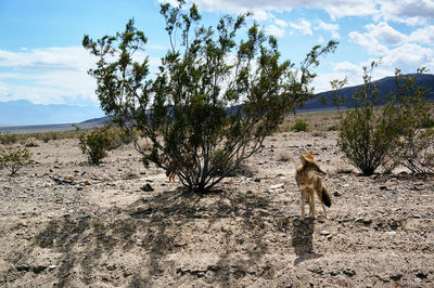 View of a horse on land