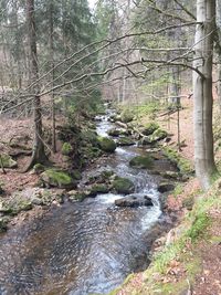 Scenic view of waterfall in forest