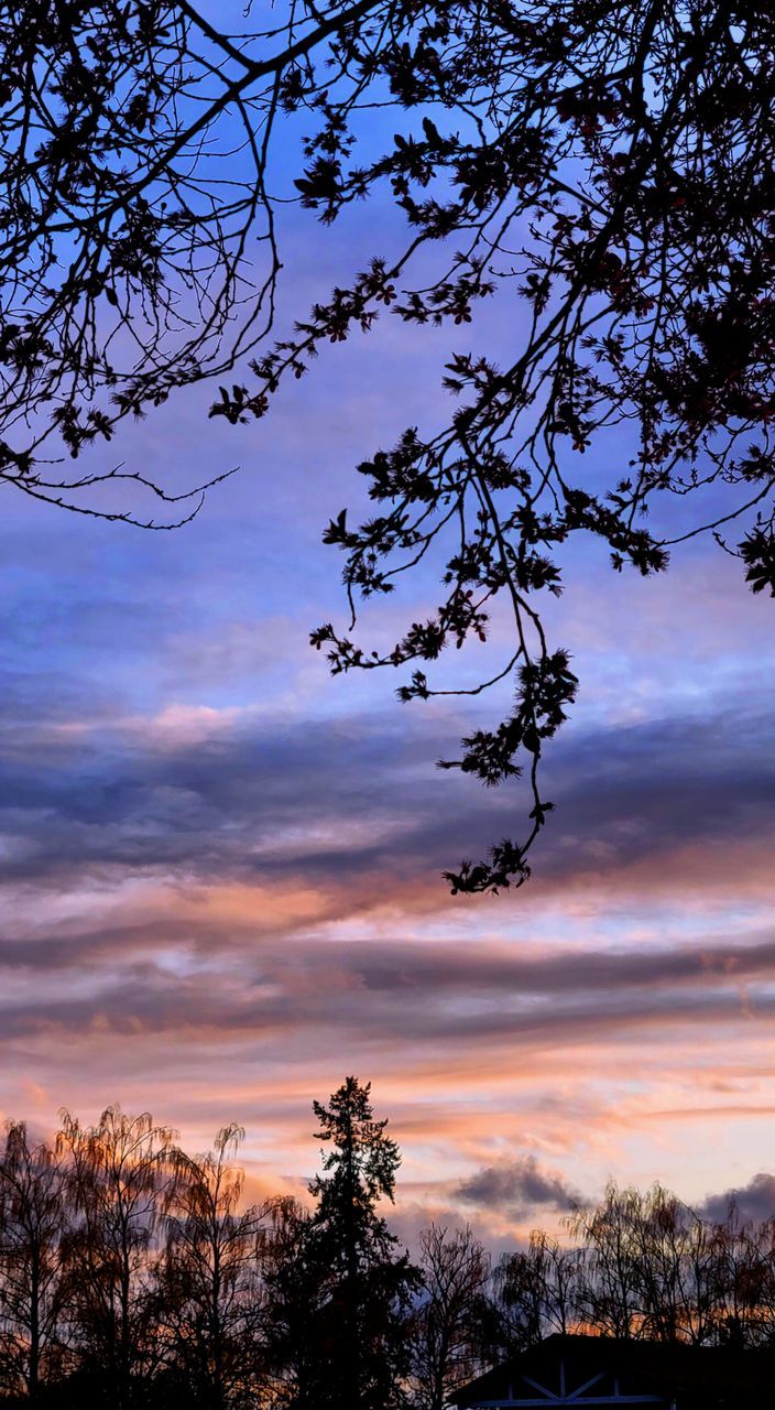 tree, sky, plant, cloud, sunset, beauty in nature, nature, scenics - nature, tranquility, environment, evening, landscape, no people, silhouette, tranquil scene, branch, dusk, outdoors, non-urban scene, blue, land, idyllic, dramatic sky, sunlight, pinaceae, growth, travel destinations, coniferous tree, forest, twilight, travel, mountain