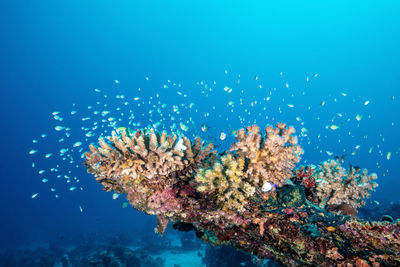 Fish swimming in sea