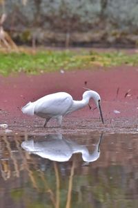 Birds on a lake