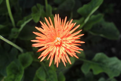 Close-up of orange flower blooming outdoors