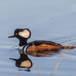 Duck swimming in a lake