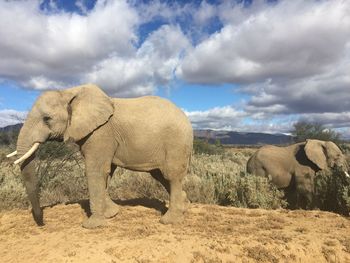 Two elephants outdoors in south africa