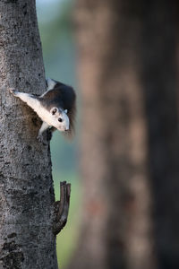 Close-up of rodent on tree trunk