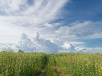 Scenic view of wheat field against sky