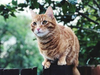 Close-up portrait of a cat