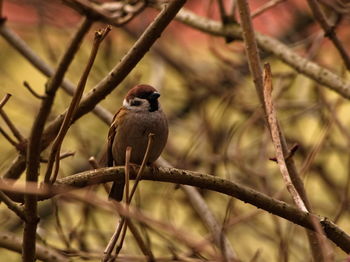 Close-up of bird perching on branch