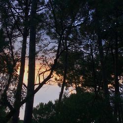 Low angle view of bamboo trees in forest