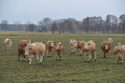 Horses in a field