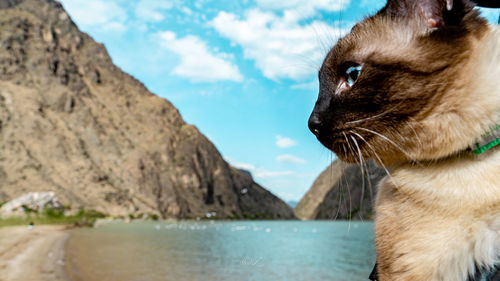 Close-up of a cat looking away