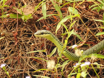 Close-up of lizard on field