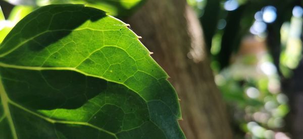 Close-up of insect on leaf