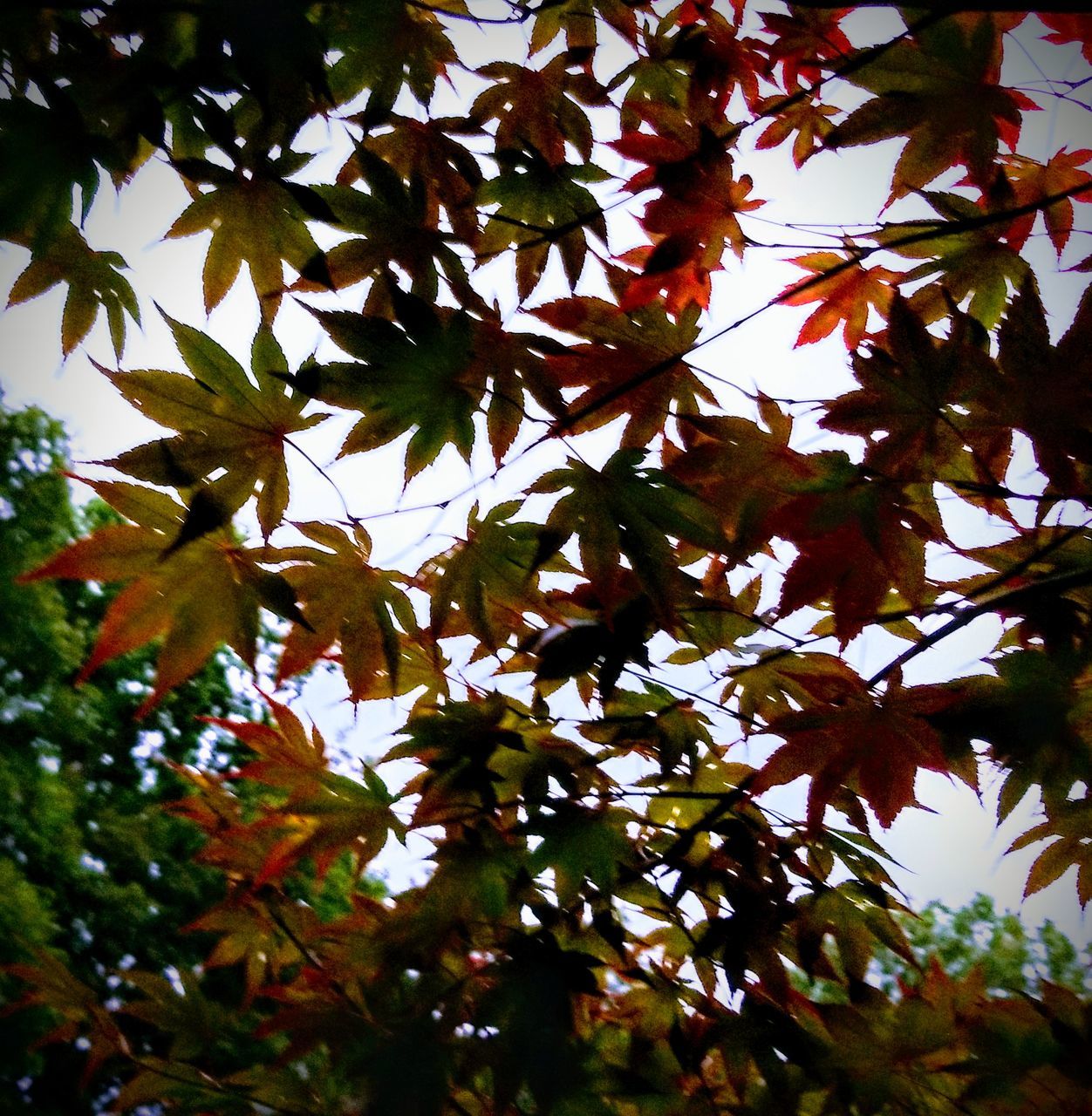 LOW ANGLE VIEW OF MAPLE LEAVES ON TREE