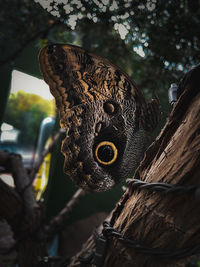 Close-up of butterfly