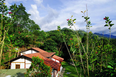 Plants and trees by building against sky