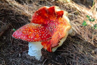 High angle view of fly agaric mushroom on field