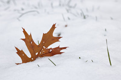 Close-up of dry maple leaves during winter