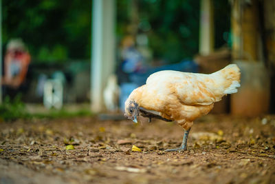 View of a bird on land