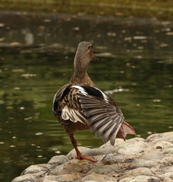 Close-up of duck on lake