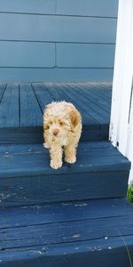 Dog on wood against sky