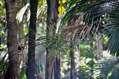 Low angle view of palm trees