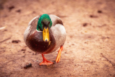 Close-up of bird perching on ground