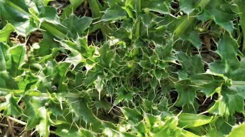 Full frame shot of succulent plants