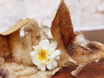 Close-up of flower against blurred background