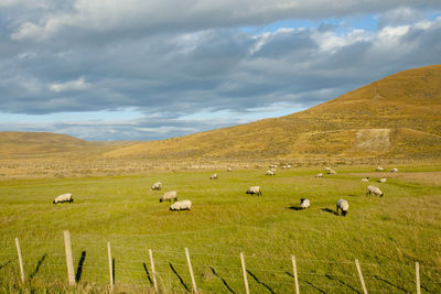 Sheep grazing on field against sky