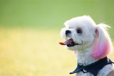 Close-up of a dog
