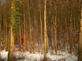 Trees in forest during winter