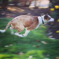Side view of birds in water