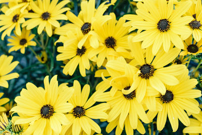 Close-up of honey bee on yellow flowers