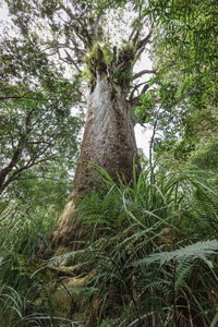 Low angle view of tree trunk in forest