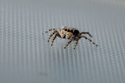 Close-up of spider