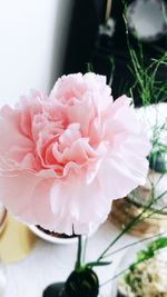 Close-up of pink rose flower